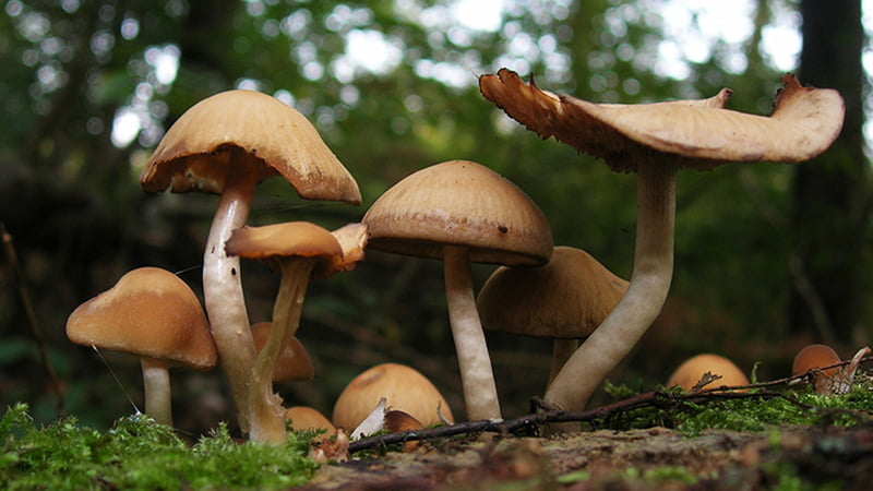 Laikusként kerültem kapcsolatba egy gombateleppel. Hallomásból már tudtam, hogy a gombáknak fénymentes hely kell és megfelelő páratartalom, komposztra megfelelő vastagságban tőzeg, hogy jól nőjenek.